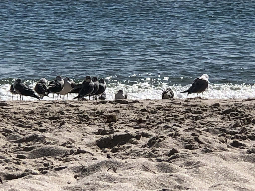 Shore birds on Fort Lauderdale Beach