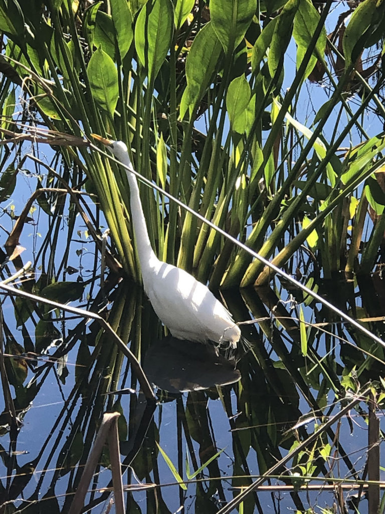 Egret in water in Florida